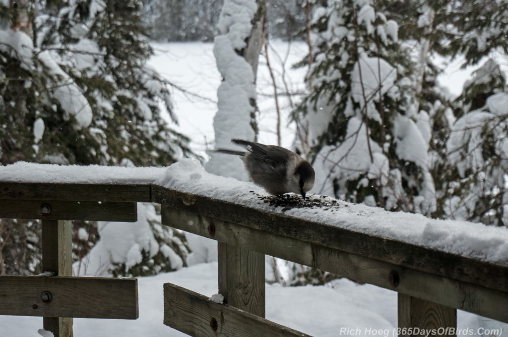 Y3-M01-Gunflint-Trail-Gray-Jay