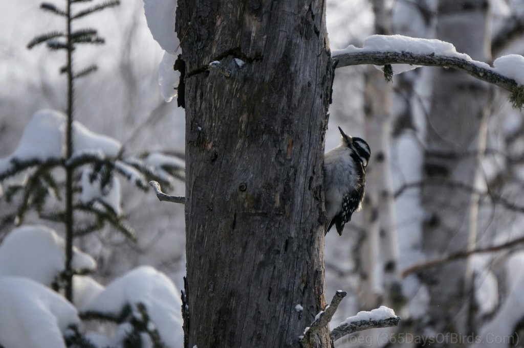 Y3-M01-Gunflint-Trail-Hairy-Woodpecker