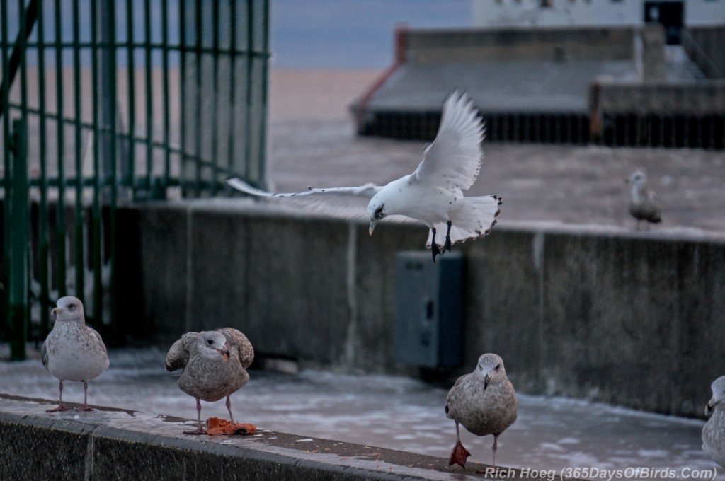 Y3-M01-Ivory-Gull-02