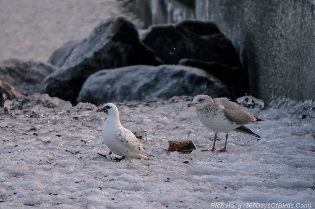 Y3-M01-Ivory-Gull-05