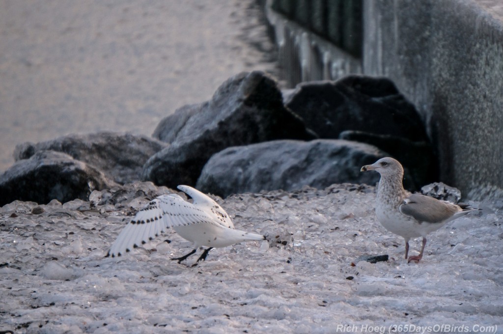 Y3-M01-Ivory-Gull-07