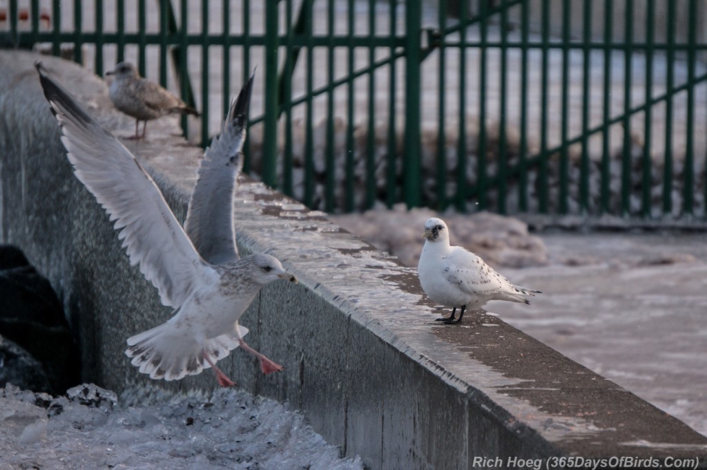 Y3-M01-Ivory-Gull-08