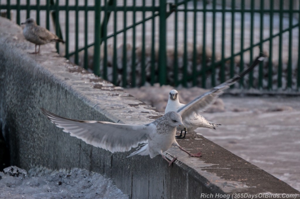 Y3-M01-Ivory-Gull-09