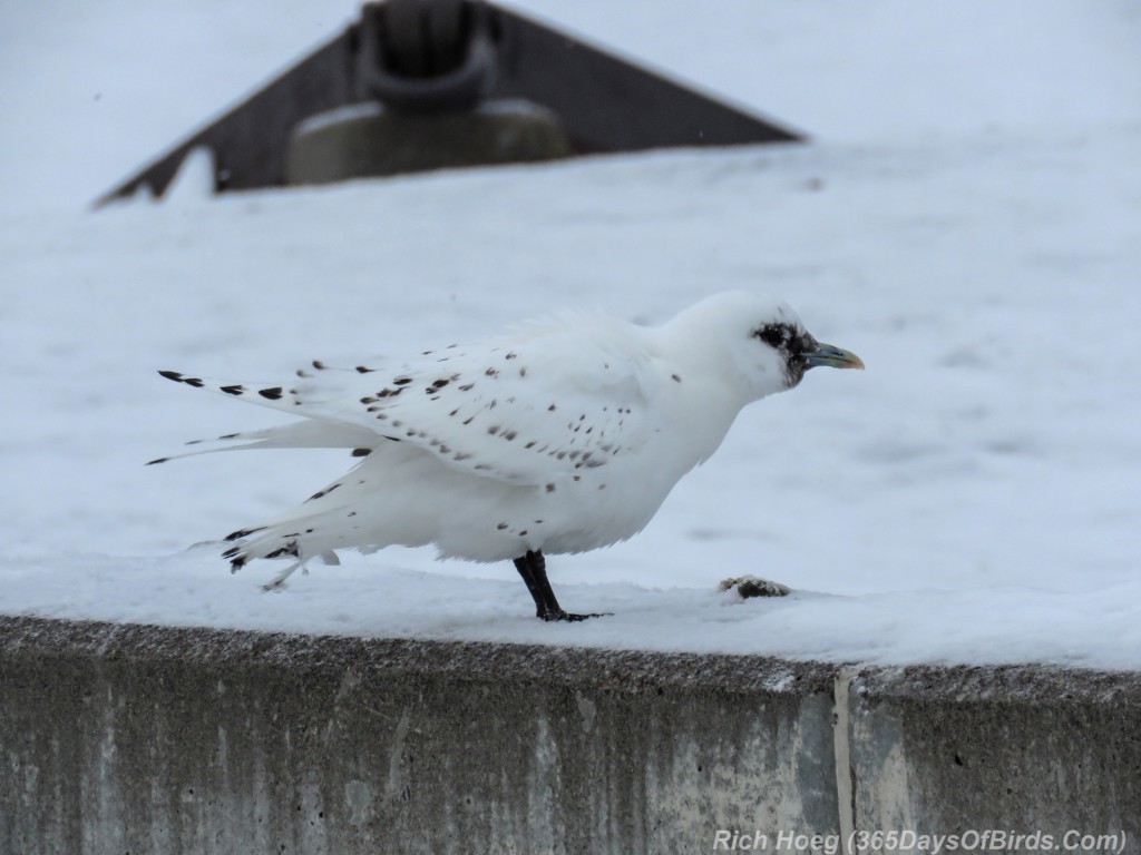 Y3-M01-Ivory-Gull-10