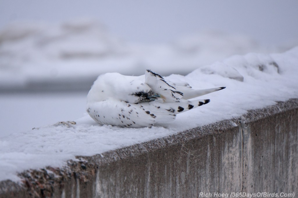 Y3-M01-Ivory-Gull-11