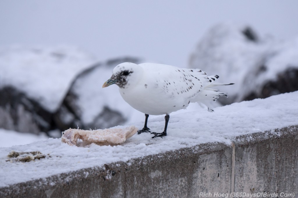 Y3-M01-Ivory-Gull-12