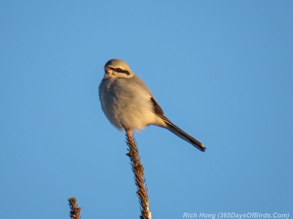 Y3-M01-Northern-Shrike-2