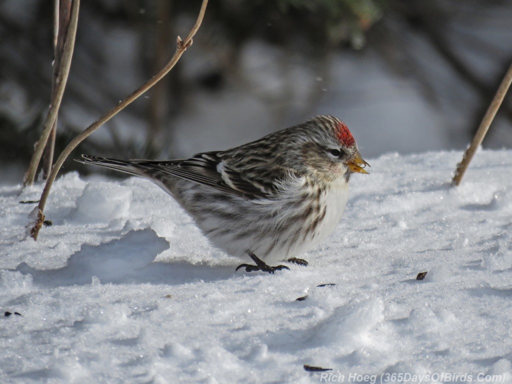 Y3-M01-Old-Vermilion-Common-Redpoll