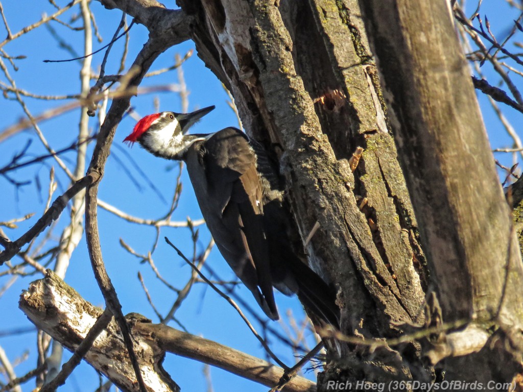 Y3-M01-Other-Bird-Pileated-Woodpecker