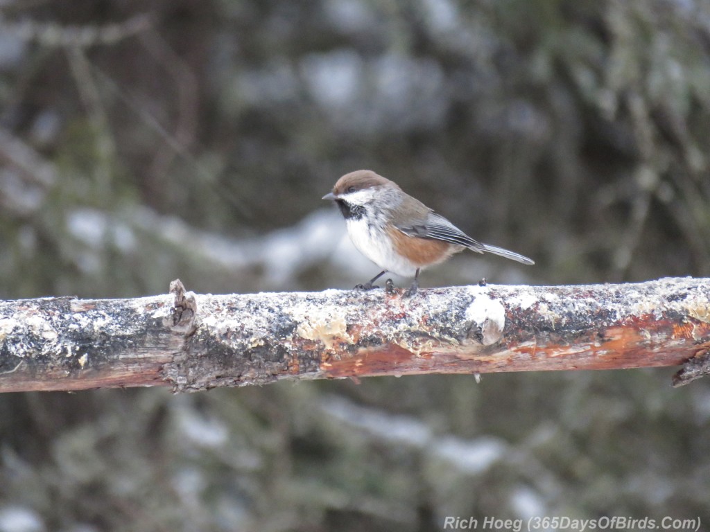 Y3-M01-Sax-Zim-Bog-Boreal-Chickadee