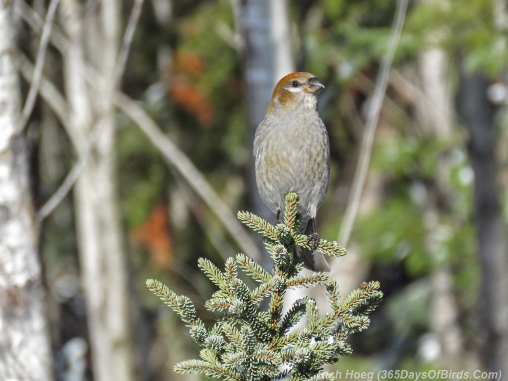 Y3-M01-Sax-Zim-Bog-Pine-Grosbeak