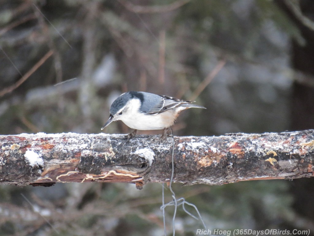 Y3-M01-Sax-Zim-Bog-White-Breasted-Nuthatch