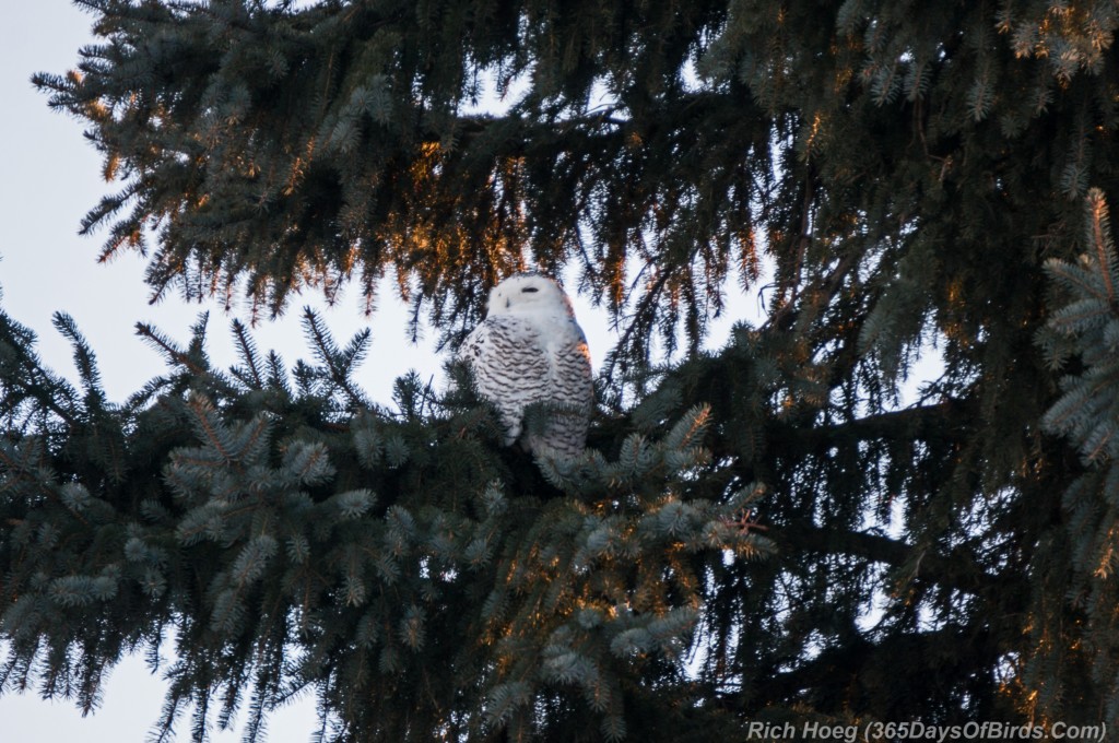 Y3-M01-Sleeping-Snowy-Owl-Sunset