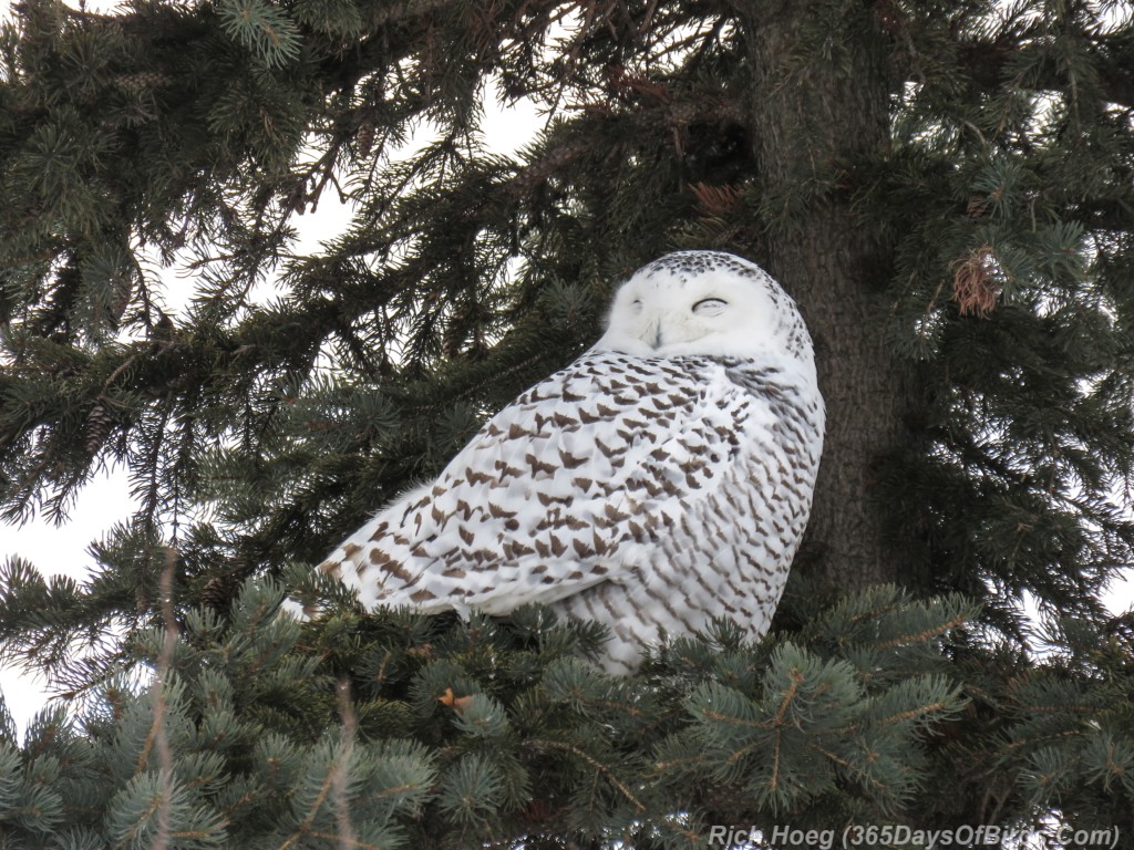 Y3-M01-Sleepy-Snowy-Owl-1b