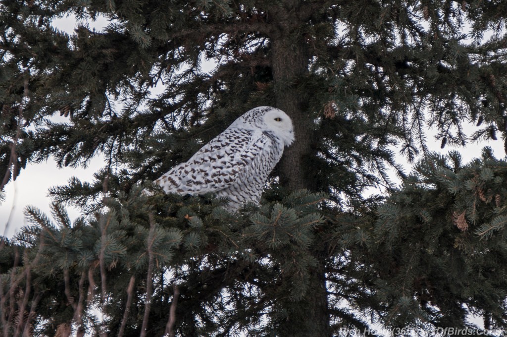 Y3-M01-Sleepy-Snowy-Owl-2