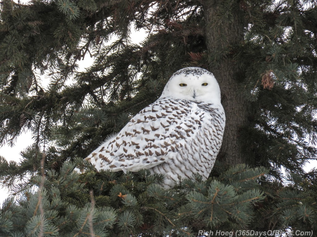 Y3-M01-Sleepy-Snowy-Owl-3