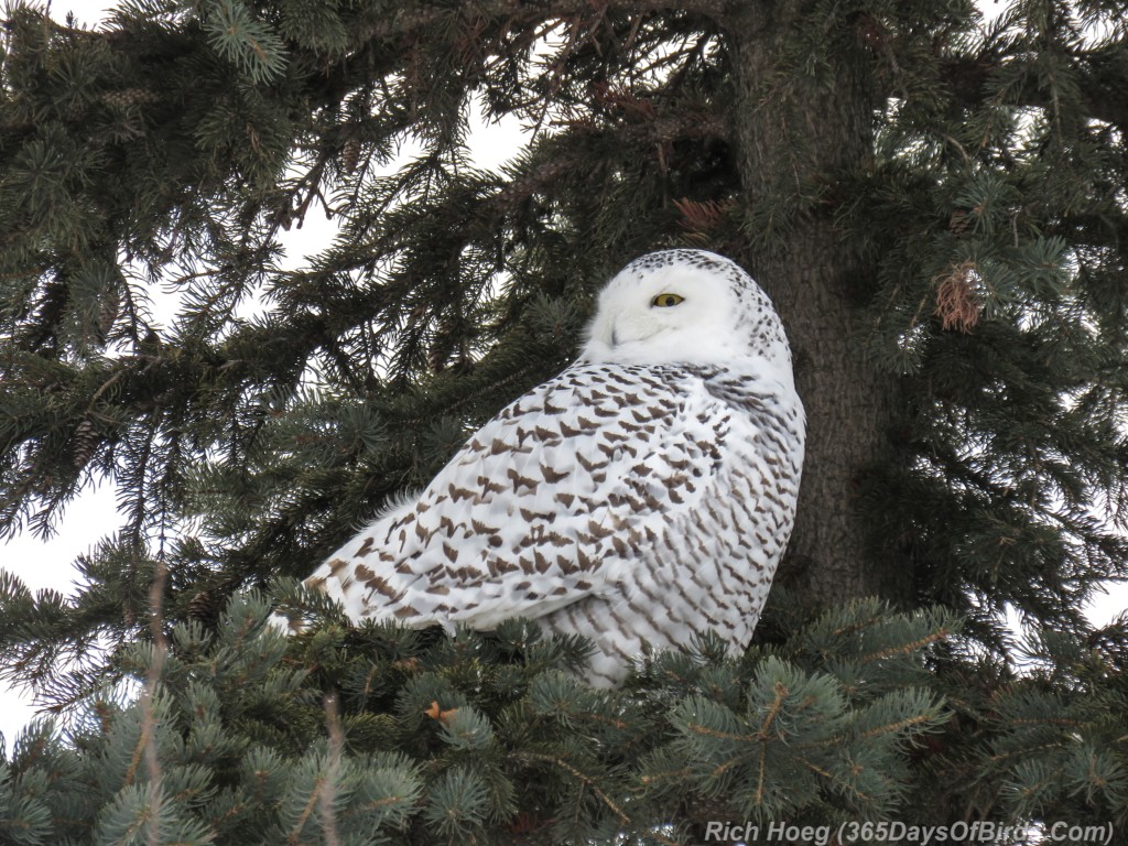 Y3-M01-Sleepy-Snowy-Owl-4