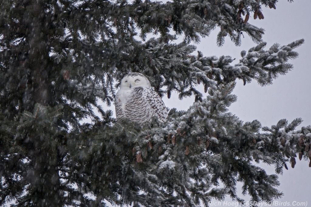 Y3-M01-Snow-Storm-Sleepy-Snowy-Owl