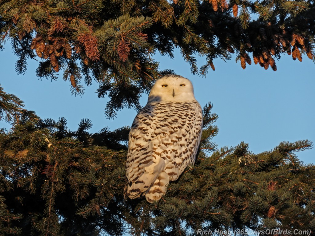 Y3-M01-Sunrise-Snowy-Owl-4