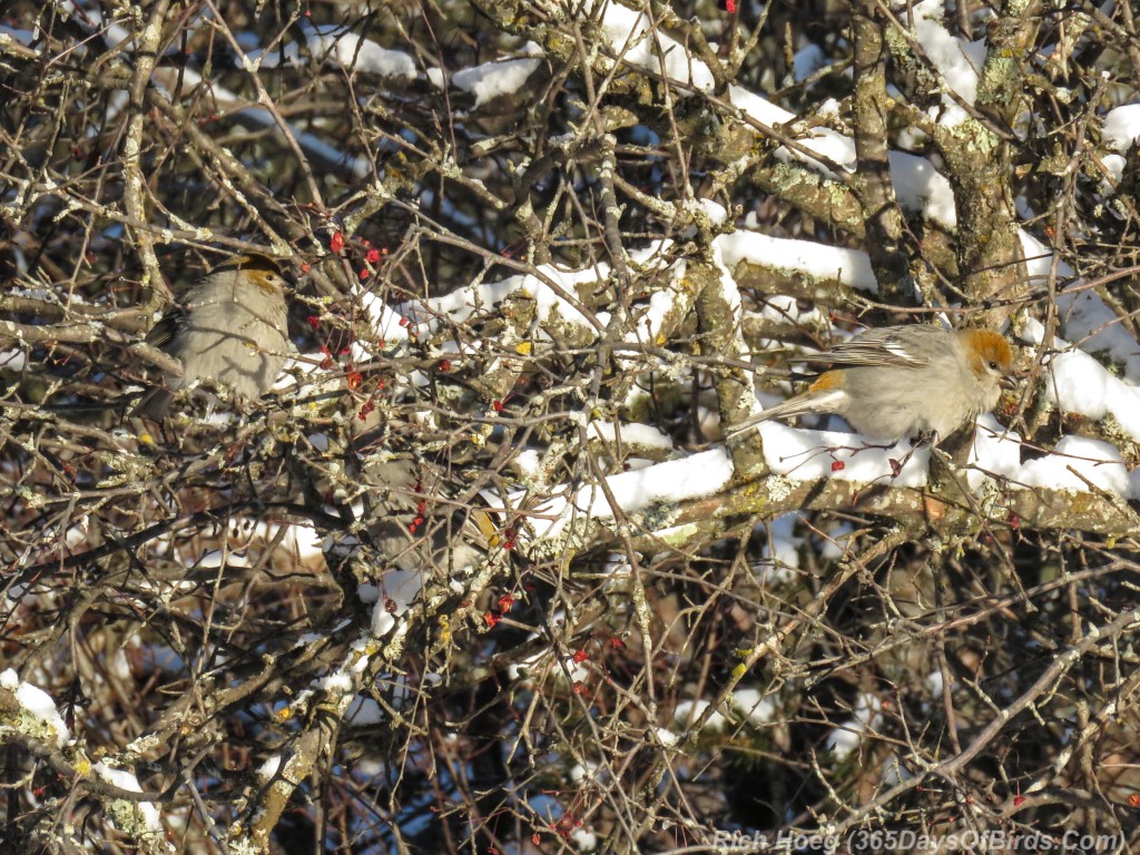 Y3-M01Crab-Apple-Rock-Candy-Pine-Grosbeaks-1-Trio