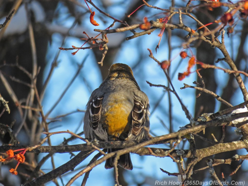 Y3-M01Crab-Apple-Rock-Candy-Pine-Grosbeaks-2-Back