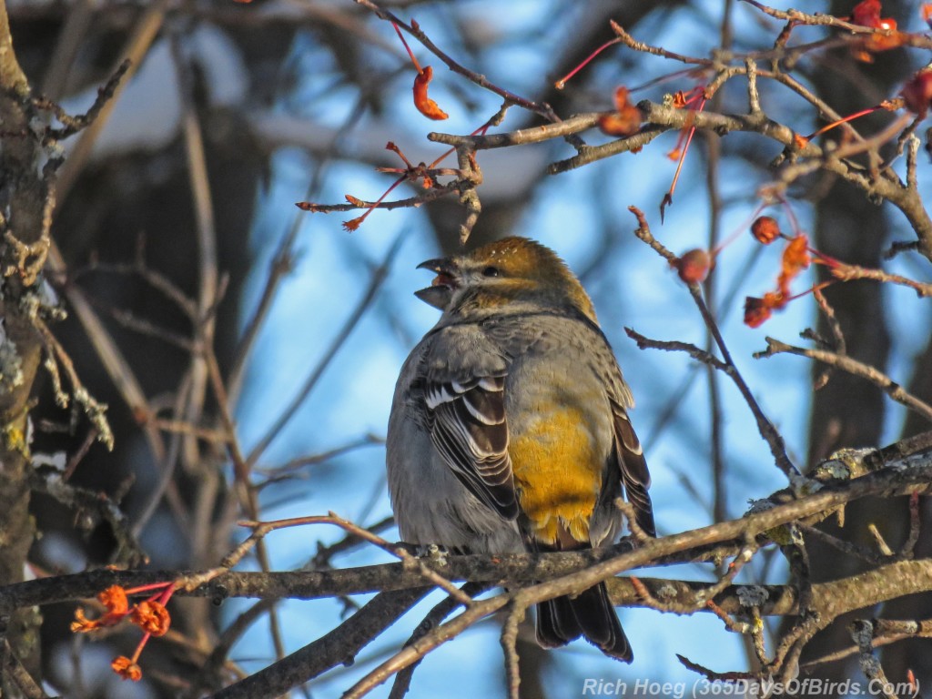 Y3-M01Crab-Apple-Rock-Candy-Pine-Grosbeaks-3-Back