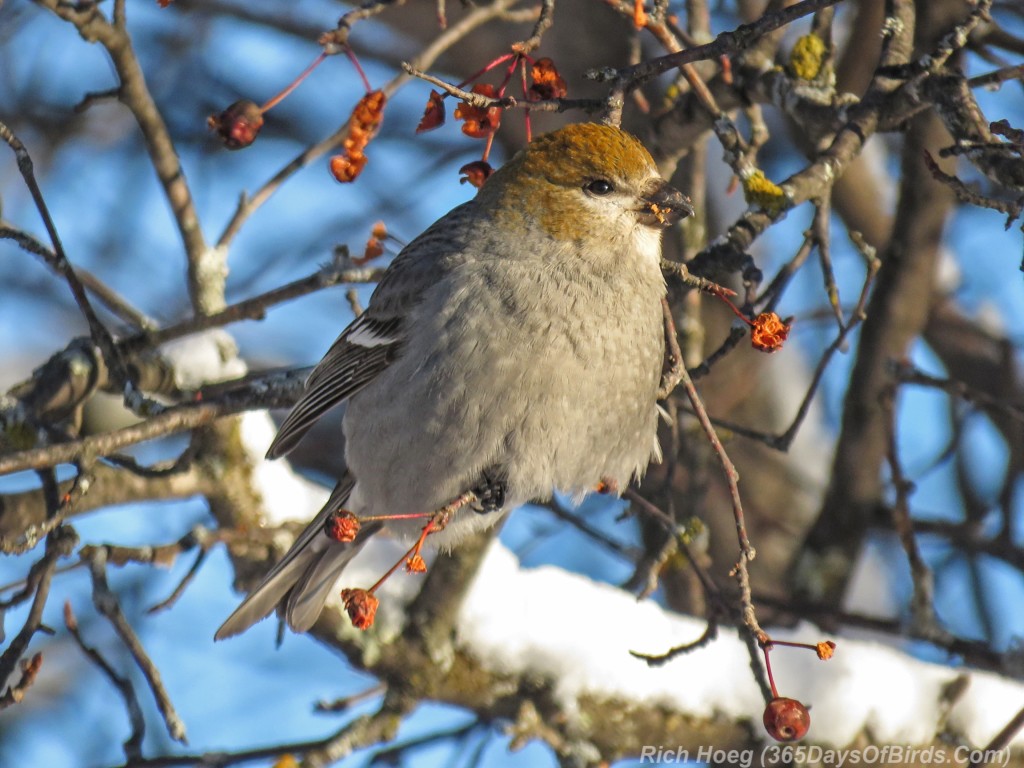 Y3-M01Crab-Apple-Rock-Candy-Pine-Grosbeaks-4