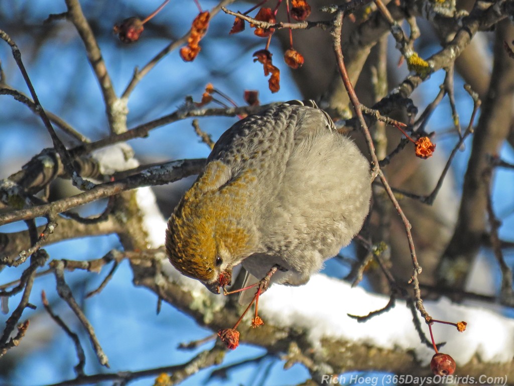 Y3-M01Crab-Apple-Rock-Candy-Pine-Grosbeaks-5