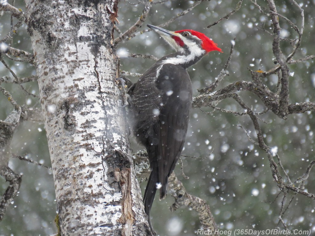 Y3-M02-Amity-Creek-Pileated-Woodpecker-01