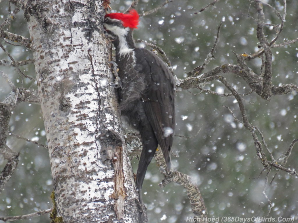 Y3-M02-Amity-Creek-Pileated-Woodpecker-02