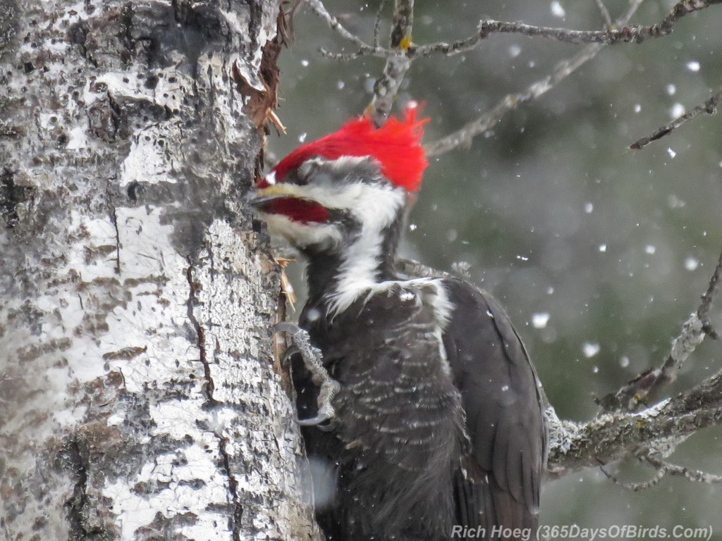 Y3-M02-Amity-Creek-Pileated-Woodpecker-03-closeup