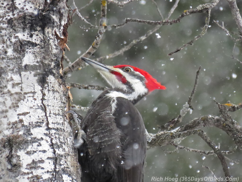 Y3-M02-Amity-Creek-Pileated-Woodpecker-04-closeup