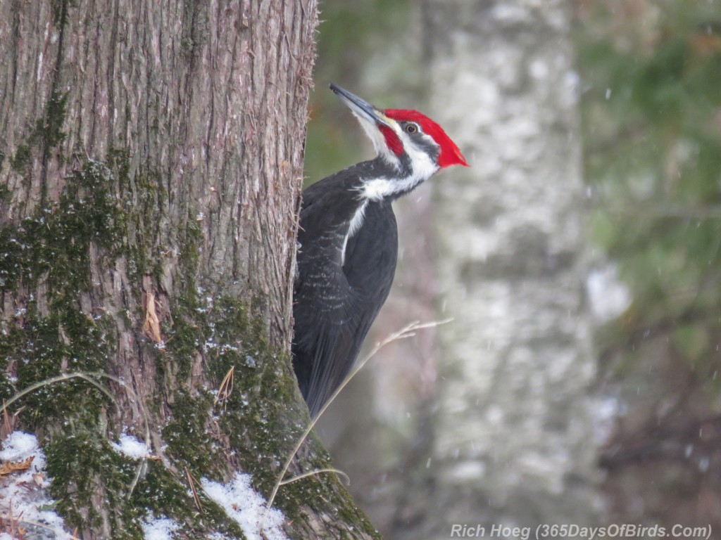 Y3-M02-Amity-Creek-Pileated-Woodpecker-05