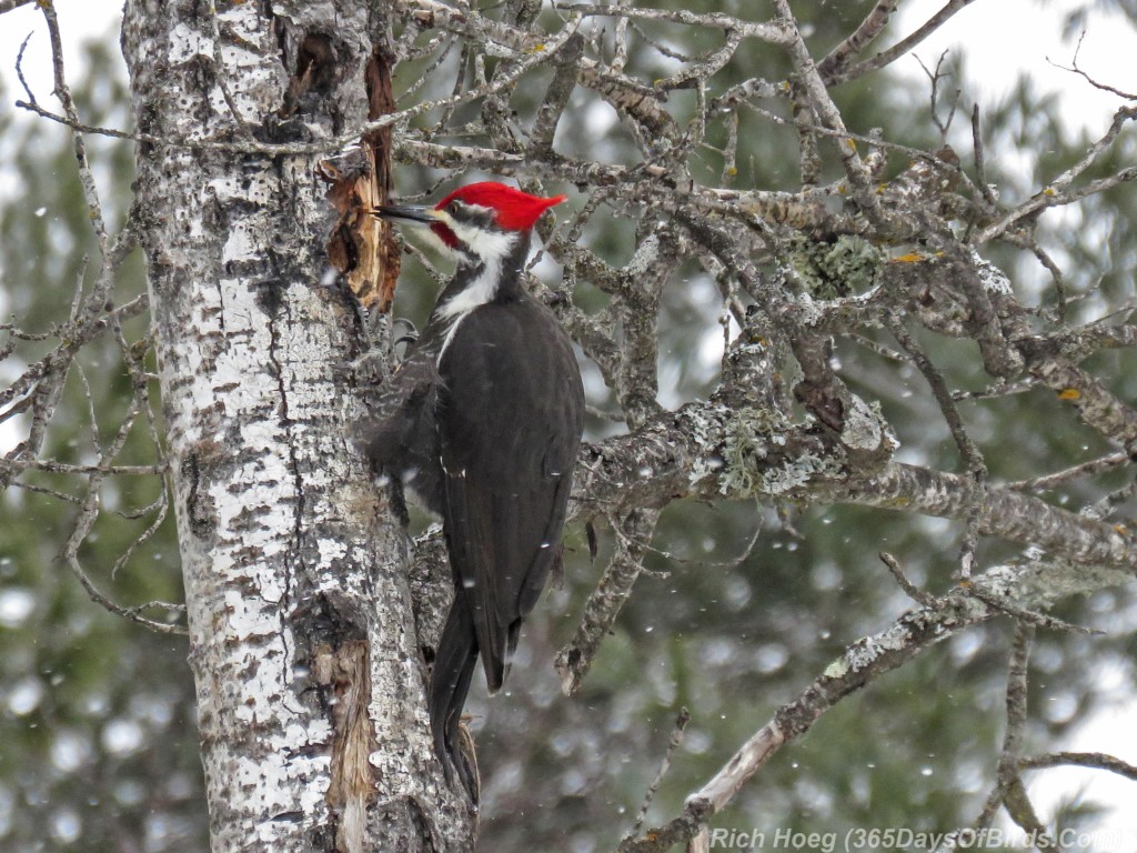 Y3-M02-Amity-Creek-Pileated-Woodpecker-06