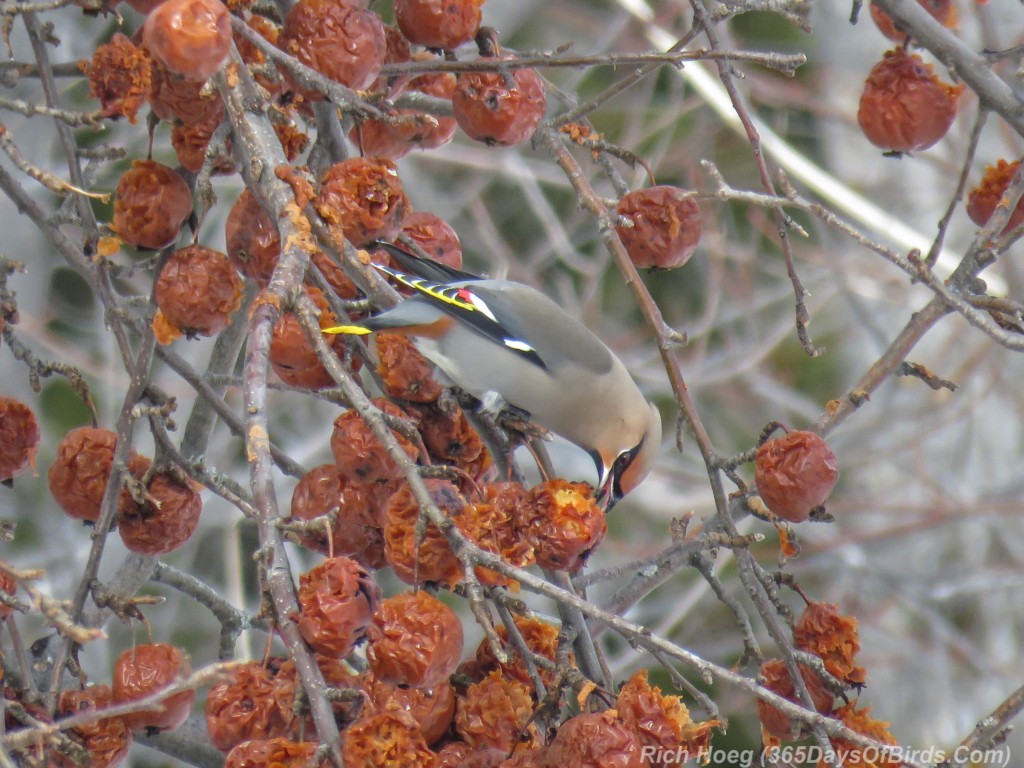 Y3-M02-Bohemian-Waxwing-S-3