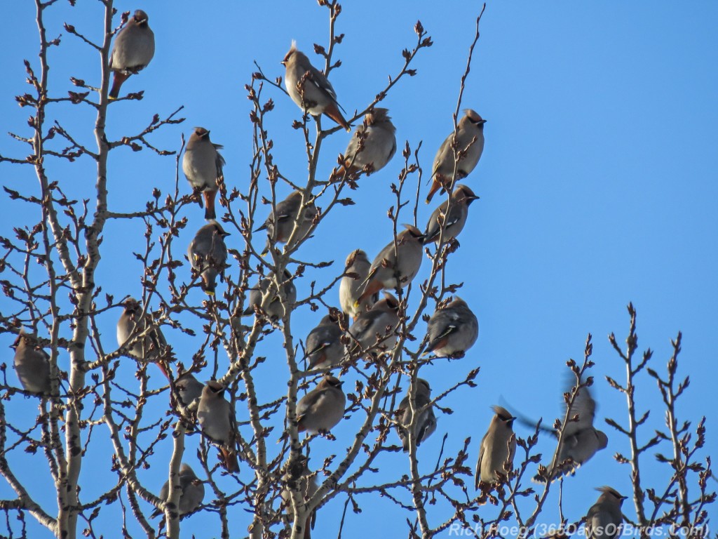 Y3-M02-Bohemian-Waxwings-1