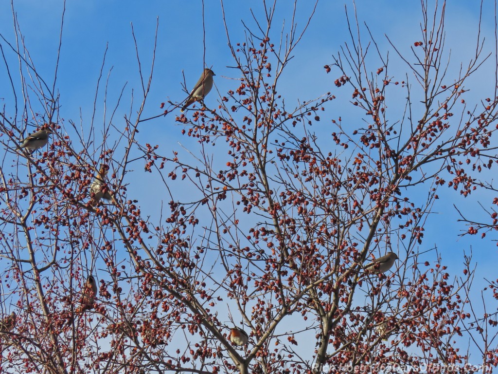 Y3-M02-Bohemian-Waxwings-2