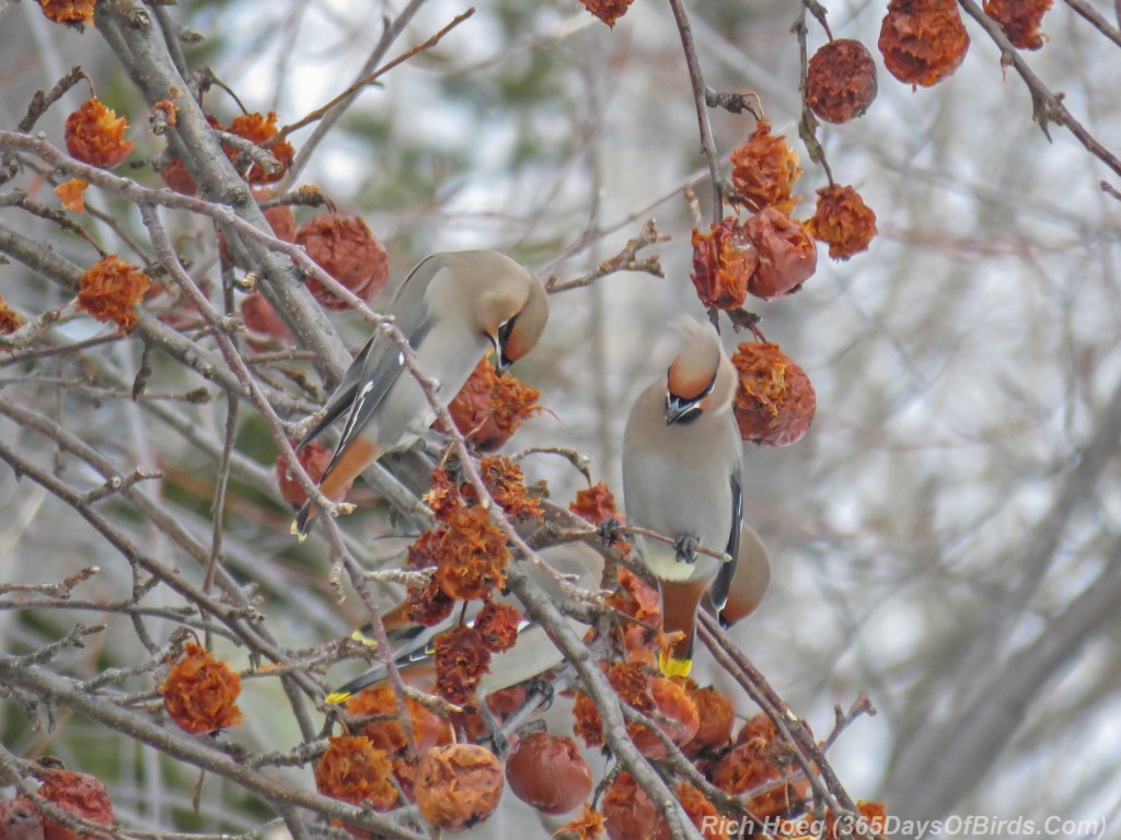 Y3-M02-Bohemian-Waxwings-F-01