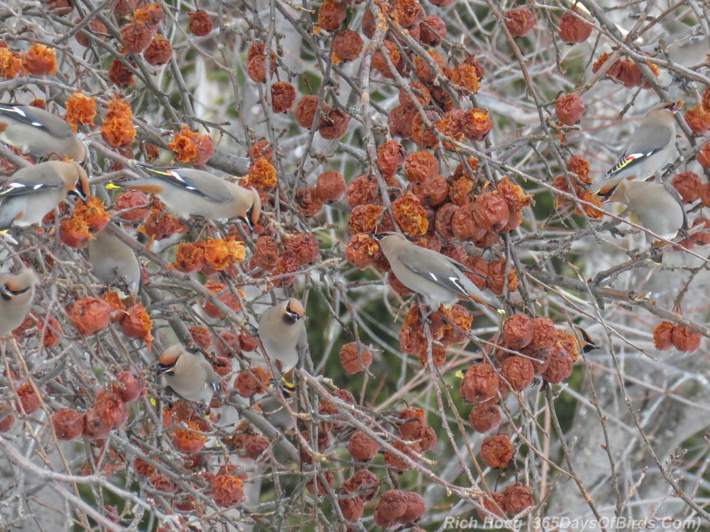 Y3-M02-Bohemian-Waxwings-F-07b