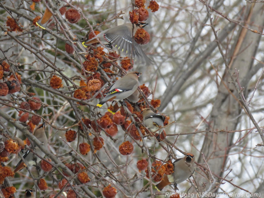 Y3-M02-Bohemian-Waxwings-F-08a