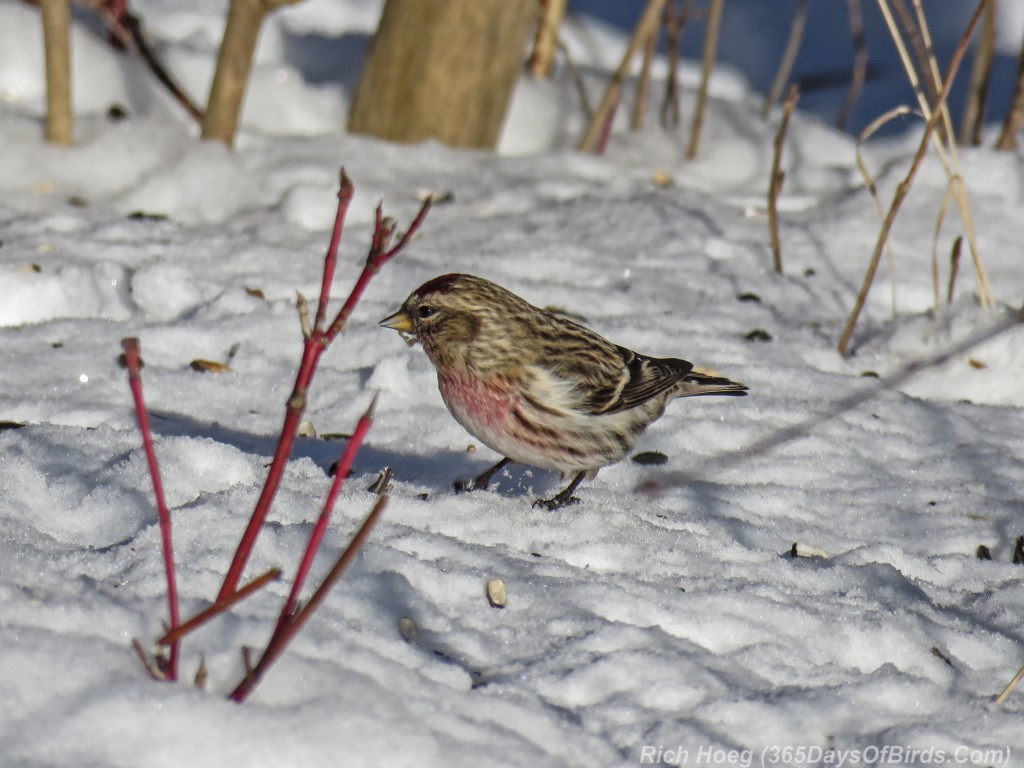 Y3-M02-Common-Redpoll-1