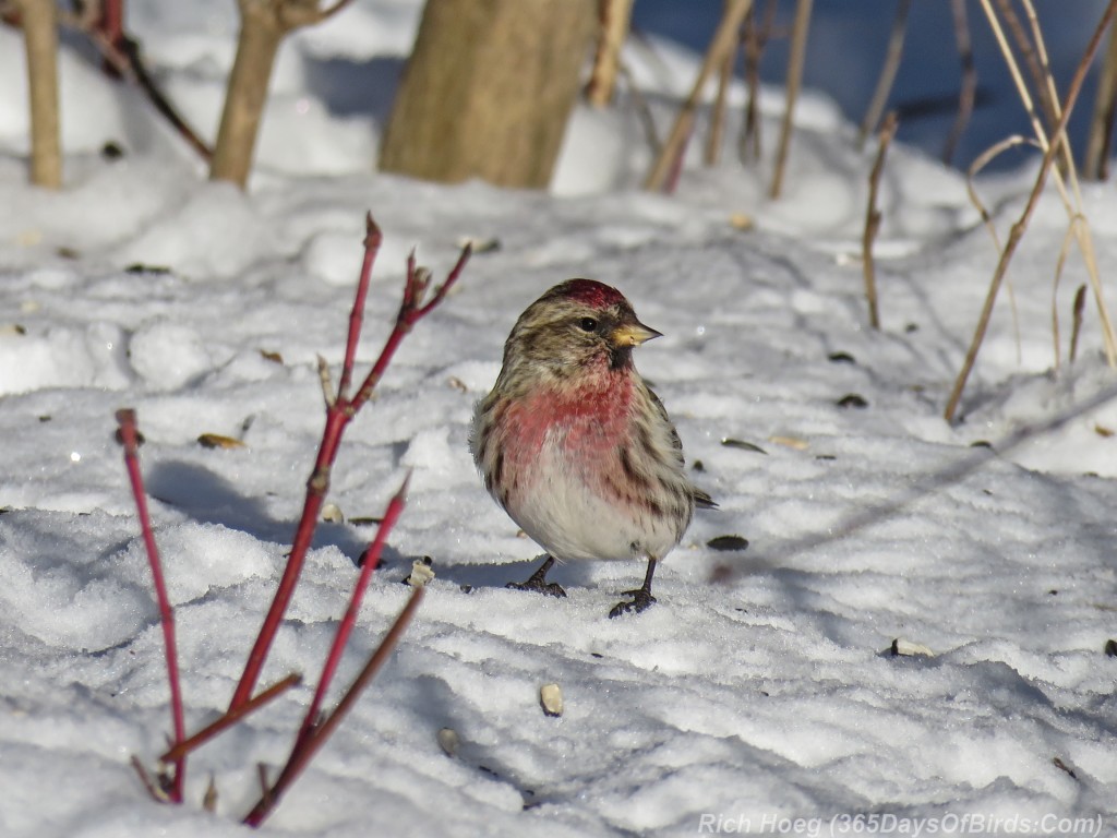 Y3-M02-Common-Redpoll-2