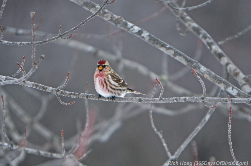 Y3-M02-Common-Redpoll-Sax-Zim-Bog