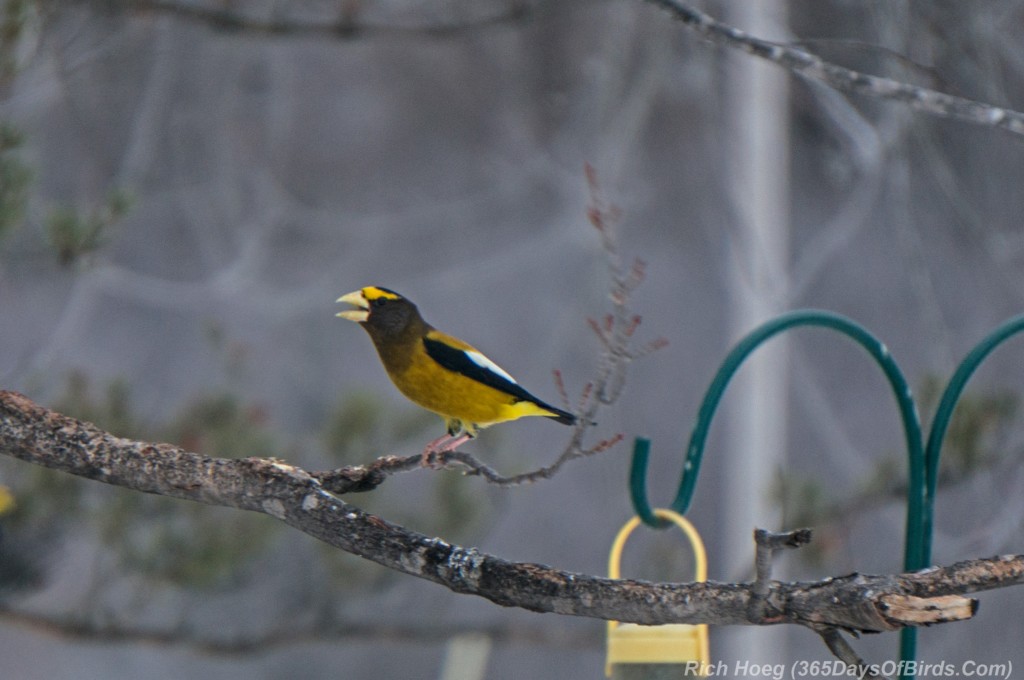 Y3-M02-Evening-Grosbeak-Sax-Zim-Bog