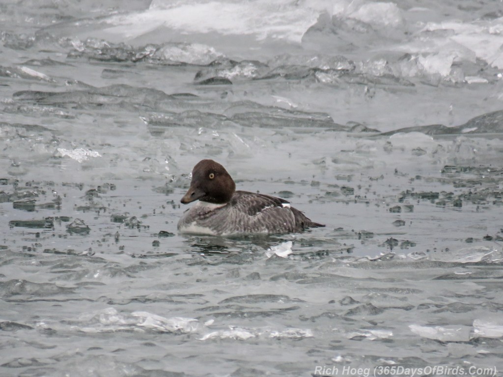 Y3-M02-Goldeneye-Female