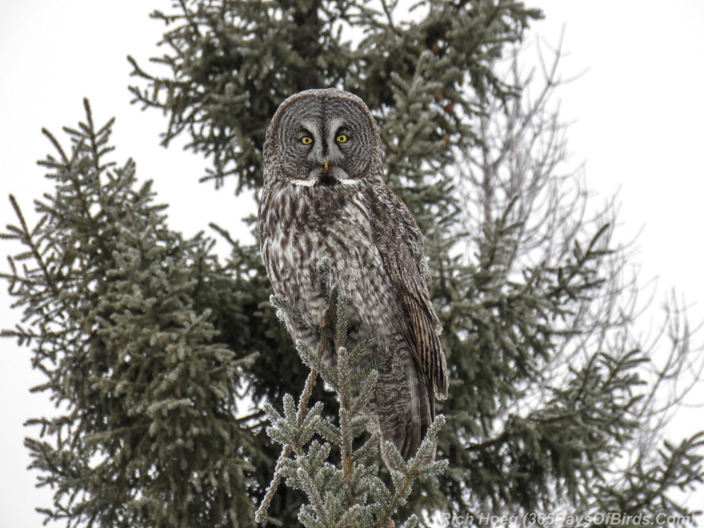 Y3-M02-Great-Gray-Owl-Sax-Zim-Bog-2