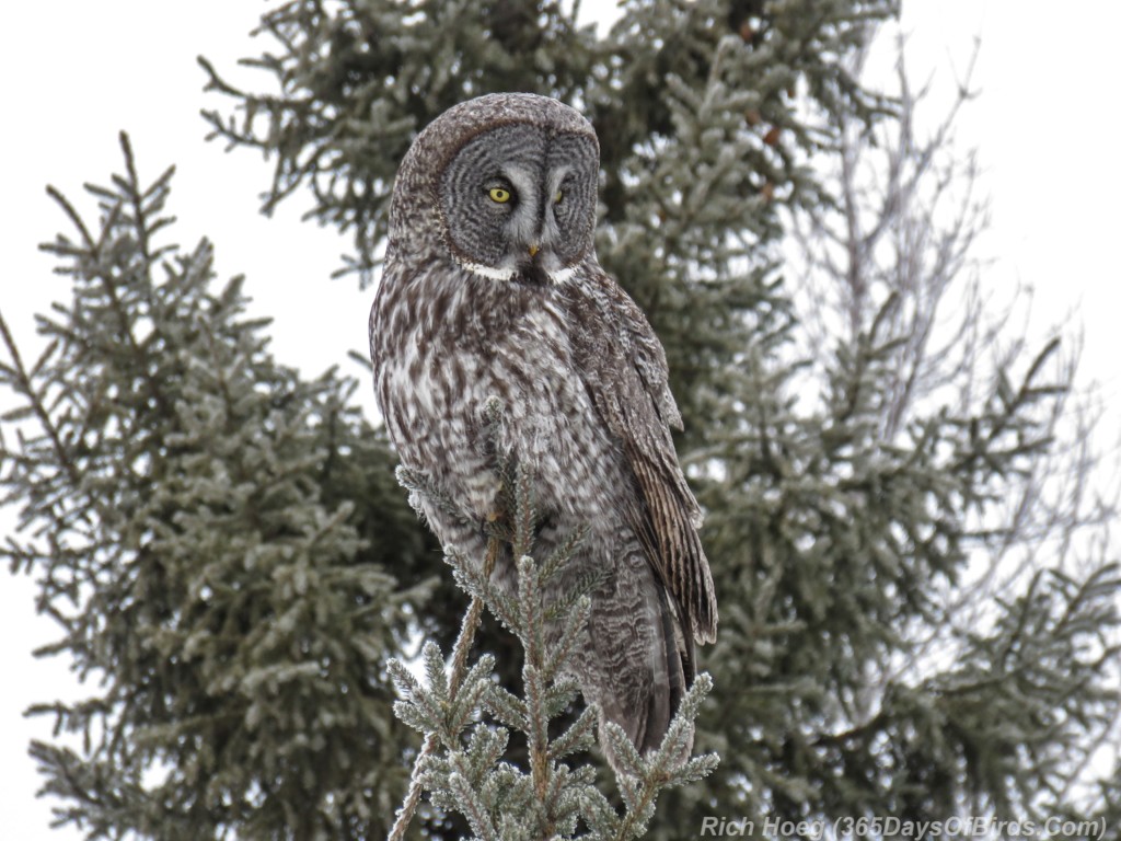 Y3-M02-Great-Gray-Owl-Sax-Zim-Bog-3