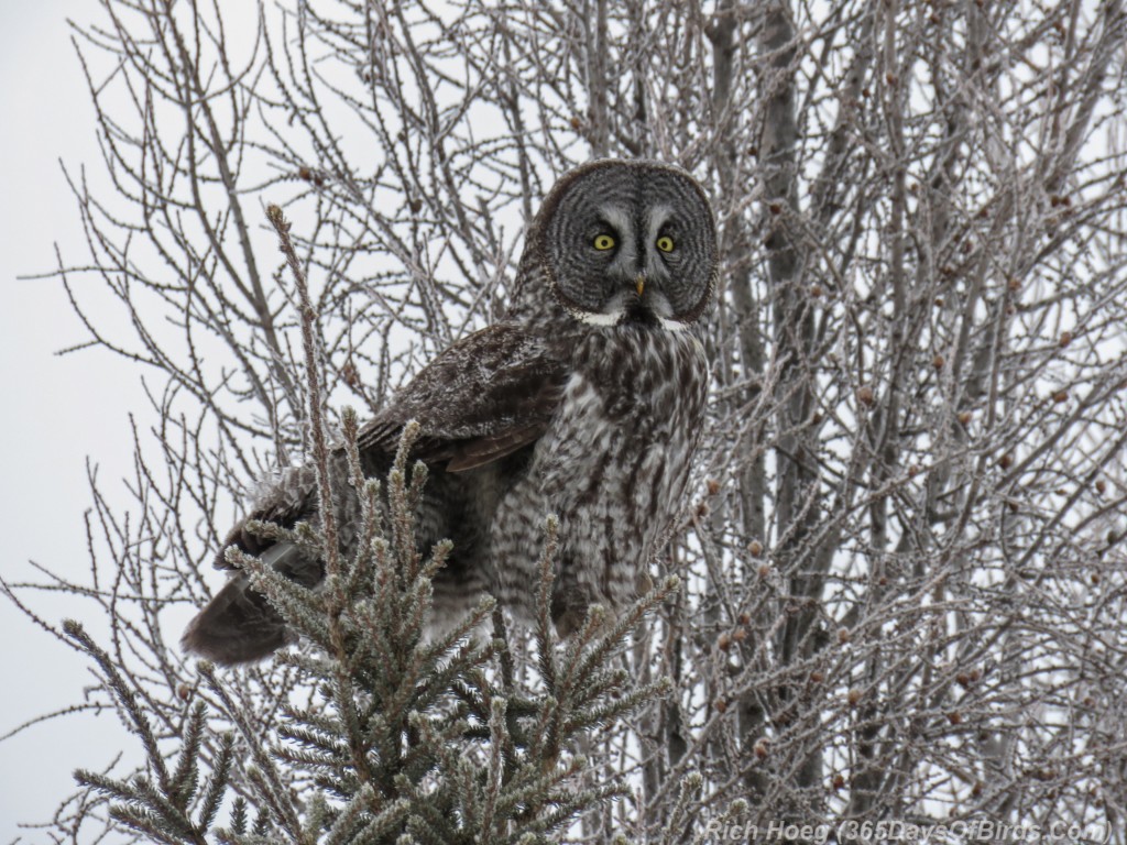 Y3-M02-Great-Gray-Owl-Sax-Zim-Bog-4