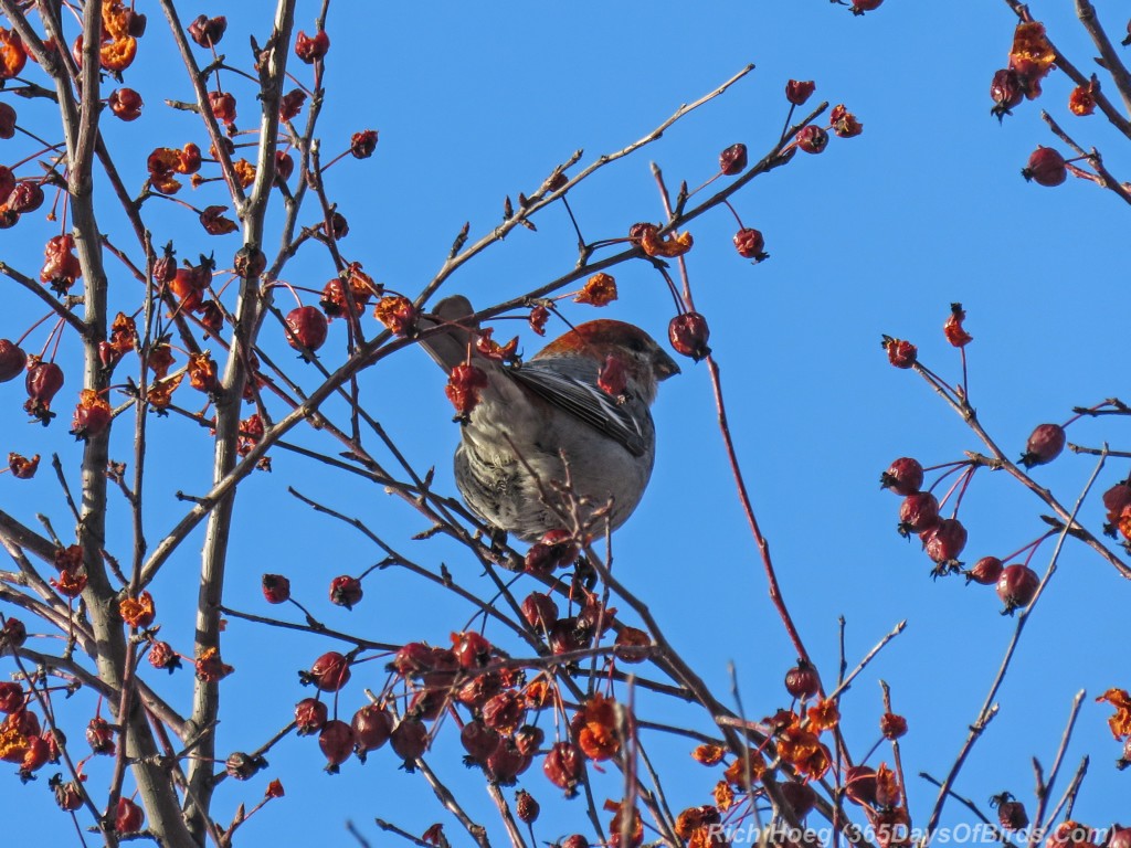 Y3-M02-Pine-Grosbeak