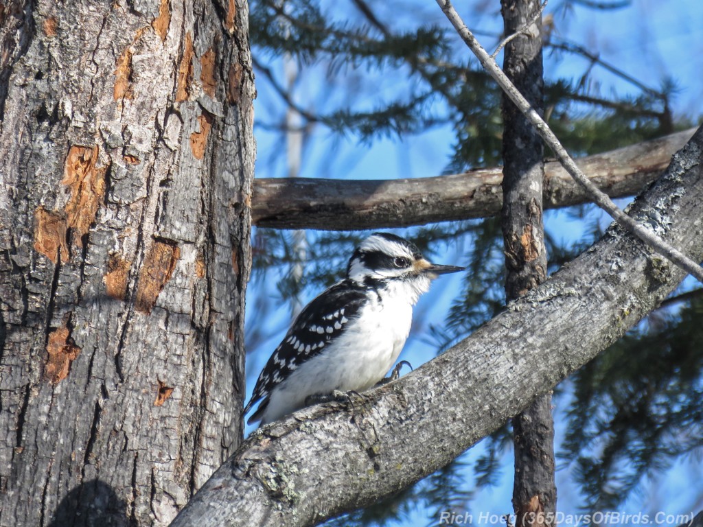 Y3-M02-Sax-Zim-Bog-A-Hairy-Woodpecker